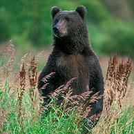 Kodiak / Brown bear (Ursus arctos middendorfi) standing in tall grass, North America, Alaska, Kodiak Island, USA
<BR><BR>More images at www.arterra.be</P>